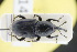 ( - GBOLRL1214)  @11 [ ] CreativeCommons - Attribution Non-Commercial Share-Alike (2016) SNSB, Staatliche Naturwissenschaftliche Sammlungen Bayerns ZSM (SNSB, Zoologische Staatssammlung Muenchen)