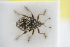  (Rhinoncus bosnicus - GBOLRL1217)  @11 [ ] CreativeCommons - Attribution Non-Commercial Share-Alike (2016) SNSB, Staatliche Naturwissenschaftliche Sammlungen Bayerns ZSM (SNSB, Zoologische Staatssammlung Muenchen)