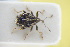  ( - GBOLRL1223)  @11 [ ] CreativeCommons - Attribution Non-Commercial Share-Alike (2016) SNSB, Staatliche Naturwissenschaftliche Sammlungen Bayerns ZSM (SNSB, Zoologische Staatssammlung Muenchen)