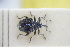  ( - GBOLRL1225)  @11 [ ] CreativeCommons - Attribution Non-Commercial Share-Alike (2016) SNSB, Staatliche Naturwissenschaftliche Sammlungen Bayerns ZSM (SNSB, Zoologische Staatssammlung Muenchen)