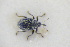  ( - GBOLRL1227)  @11 [ ] CreativeCommons - Attribution Non-Commercial Share-Alike (2016) SNSB, Staatliche Naturwissenschaftliche Sammlungen Bayerns ZSM (SNSB, Zoologische Staatssammlung Muenchen)