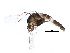  (Cricotopus intersectus - BIOUG22223-F04)  @14 [ ] CreativeCommons - Attribution (2015) CBG Photography Group Centre for Biodiversity Genomics