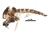  (Procladius culiciformis - BIOUG22230-H04)  @14 [ ] CreativeCommons - Attribution (2015) CBG Photography Group Centre for Biodiversity Genomics