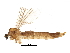  (Trichocera rufescens - BIOUG22257-B01)  @13 [ ] CreativeCommons - Attribution (2015) CBG Photography Group Centre for Biodiversity Genomics