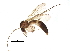  (Exechia cincta - BIOUG22257-G11)  @14 [ ] CreativeCommons - Attribution (2015) CBG Photography Group Centre for Biodiversity Genomics