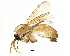  (Megophthalmidia crassicornis - BIOUG22332-H10)  @14 [ ] CreativeCommons - Attribution (2015) CBG Photography Group Centre for Biodiversity Genomics