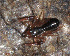  ( - GBOL10928)  @11 [ ] CreativeCommons - Attribution Non-Commercial Share-Alike (2014) Joerg Spelda SNSB, Zoologische Staatssammlung Muenchen