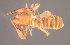  (Ephippiochthonius tetrachelatus - GBOL10929)  @14 [ ] CreativeCommons - Attribution Non-Commercial Share-Alike (2014) Joerg Spelda SNSB, Zoologische Staatssammlung Muenchen
