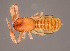  ( - GBOL10937)  @11 [ ] CreativeCommons - Attribution Non-Commercial Share-Alike (2014) Joerg Spelda SNSB, Zoologische Staatssammlung Muenchen