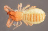  (Chthonius - GBOL10938)  @13 [ ] CreativeCommons - Attribution Non-Commercial Share-Alike (2014) Joerg Spelda SNSB, Zoologische Staatssammlung Muenchen