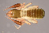  ( - GBOL10940)  @11 [ ] CreativeCommons - Attribution Non-Commercial Share-Alike (2014) Joerg Spelda SNSB, Zoologische Staatssammlung Muenchen