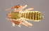  ( - GBOL10941)  @11 [ ] CreativeCommons - Attribution Non-Commercial Share-Alike (2014) Joerg Spelda SNSB, Zoologische Staatssammlung Muenchen