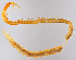  ( - GBOL11217)  @11 [ ] CreativeCommons - Attribution Non-Commercial Share-Alike (2015) SNSB (Staatliche Naurwissenschaftliche Sammlungen Bayerns) SNSB, Zoologische Staatssammlung Muenchen