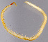  ( - GBOL11219)  @11 [ ] CreativeCommons - Attribution Non-Commercial Share-Alike (2015) SNSB (Staatliche Naurwissenschaftliche Sammlungen Bayerns) SNSB, Zoologische Staatssammlung Muenchen