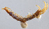  ( - GBOL11221)  @11 [ ] CreativeCommons - Attribution Non-Commercial Share-Alike (2015) SNSB (Staatliche Naurwissenschaftliche Sammlungen Bayerns) SNSB, Zoologische Staatssammlung Muenchen