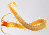  ( - GBOL11223)  @11 [ ] CreativeCommons - Attribution Non-Commercial Share-Alike (2015) SNSB (Staatliche Naurwissenschaftliche Sammlungen Bayerns) SNSB, Zoologische Staatssammlung Muenchen