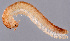  ( - GBOL11246)  @11 [ ] CreativeCommons - Attribution Non-Commercial Share-Alike (2015) SNSB (Staatliche Naurwissenschaftliche Sammlungen Bayerns) SNSB, Zoologische Staatssammlung Muenchen