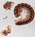  ( - GBOL11257)  @11 [ ] CreativeCommons - Attribution Non-Commercial Share-Alike (2015) SNSB (Staatliche Naurwissenschaftliche Sammlungen Bayerns) SNSB, Zoologische Staatssammlung Muenchen