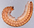  ( - GBOL11275)  @11 [ ] CreativeCommons - Attribution Non-Commercial Share-Alike (2015) SNSB (Staatliche Naurwissenschaftliche Sammlungen Bayerns) SNSB, Zoologische Staatssammlung Muenchen