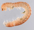  ( - GBOL11810)  @11 [ ] CreativeCommons - Attribution Non-Commercial Share-Alike (2015) SNSB (Staatliche Naurwissenschaftliche Sammlungen Bayerns) SNSB, Zoologische Staatssammlung Muenchen
