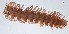  ( - GBOL14093)  @13 [ ] Unspecified (default): All Rights Reserved  SNSB (Staatliche Naurwissenschaftliche Sammlungen Bayerns) Unspecified