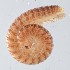  ( - GBOL14102)  @11 [ ] Unspecified (default): All Rights Reserved  SNSB (Staatliche Naurwissenschaftliche Sammlungen Bayerns) Unspecified