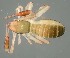  (Chthoniidae - GBOL14271)  @14 [ ] CreativeCommons - Attribution Non-Commercial Share-Alike (2015) SNSB (Staatliche Naurwissenschaftliche Sammlungen Bayerns) SNSB, Zoologische Staatssammlung Muenchen