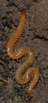  ( - GBOL02748)  @11 [ ] CreativeCommons - Attribution Non-Commercial Share-Alike (2013) Joerg Spelda SNSB, Zoologische Staatssammlung Muenchen