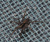  ( - GBOL02769)  @11 [ ] CreativeCommons - Attribution Non-Commercial Share-Alike (2013) Joerg Spelda SNSB, Zoologische Staatssammlung Muenchen
