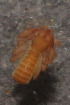  (Chthonius boldorii - GBOL02711)  @11 [ ] CreativeCommons - Attribution Non-Commercial Share-Alike (2013) Joerg Spelda SNSB, Zoologische Staatssammlung Muenchen