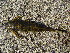  ( - GF00-351)  @14 [ ] Copyright (2011) Raphael Covain MHNG