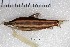  (Anostomus brevior - SU08-440)  @11 [ ] Copyright (2017) Yvan Papa Museum d'Histoire Naturelle, Geneve