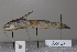  ( - GFSU14-005)  @11 [ ] Copyright (2017) Yvan Papa Museum d'Histoire Naturelle, Geneve