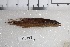  (Saxatilia - GFSU12-081)  @11 [ ] Copyright (2017) Yvan Papa Museum d'Histoire Naturelle, Geneve