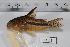  (Corydoras sipaliwini - SU07-287)  @11 [ ] Copyright (2017) Yvan Papa Museum d'Histoire Naturelle, Geneve