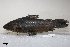  ( - SU05-518)  @11 [ ] Copyright (2017) Yvan Papa Museum d'Histoire Naturelle, Geneve