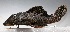  ( - SU08-173)  @11 [ ] Copyright (2017) Yvan Papa Museum d'Histoire Naturelle, Geneve