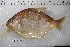  ( - SUJM-103)  @11 [ ] Copyright (2017) Yvan Papa Museum d'Histoire Naturelle, Geneve