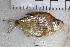  (Tetragonopterus rarus - SU08-638)  @11 [ ] Copyright (2017) Yvan Papa Museum d'Histoire Naturelle, Geneve