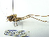  ( - GBOL07321)  @13 [ ] CreativeCommons - Attribution Non-Commercial Share-Alike (2015) Unspecified SNSB, Zoologische Staatssammlung Muenchen