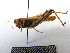  ( - GBOL07957)  @11 [ ] CreativeCommons - Attribution Non-Commercial Share-Alike (2015) Unspecified SNSB, Zoologische Staatssammlung Muenchen