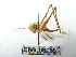 ( - GBOL08085)  @13 [ ] CreativeCommons - Attribution Non-Commercial Share-Alike (2015) Unspecified SNSB, Zoologische Staatssammlung Muenchen