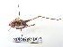  (Pholidoptera griseoaptera - GBOL08115)  @14 [ ] CreativeCommons - Attribution Non-Commercial Share-Alike (2015) Unspecified SNSB, Zoologische Staatssammlung Muenchen