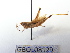  ( - GBOL08129)  @12 [ ] CreativeCommons - Attribution Non-Commercial Share-Alike (2015) Unspecified SNSB, Zoologische Staatssammlung Muenchen