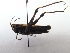  ( - GBOL09581)  @12 [ ] CreativeCommons - Attribution Non-Commercial Share-Alike (2015) Unspecified SNSB, Zoologische Staatssammlung Muenchen