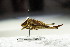  (Eupholidoptera chabrieri - GBOL12788)  @14 [ ] CreativeCommons - Attribution Non-Commercial Share-Alike (2015) Unspecified SNSB, Zoologische Staatssammlung Muenchen