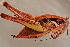  ( - GBOL14127)  @13 [ ] CreativeCommons - Attribution Non-Commercial Share-Alike (2015) Unspecified SNSB, Zoologische Staatssammlung Muenchen