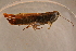  ( - GBOL14128)  @12 [ ] CreativeCommons - Attribution Non-Commercial Share-Alike (2015) Unspecified SNSB, Zoologische Staatssammlung Muenchen
