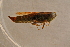  ( - GBOL14129)  @12 [ ] CreativeCommons - Attribution Non-Commercial Share-Alike (2015) Unspecified SNSB, Zoologische Staatssammlung Muenchen
