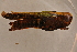  ( - GBOL14130)  @12 [ ] CreativeCommons - Attribution Non-Commercial Share-Alike (2015) Unspecified SNSB, Zoologische Staatssammlung Muenchen